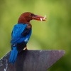 Lednacek hnedohlavy - Halcyon smyrnensis - White-throated Kingfisher o5403